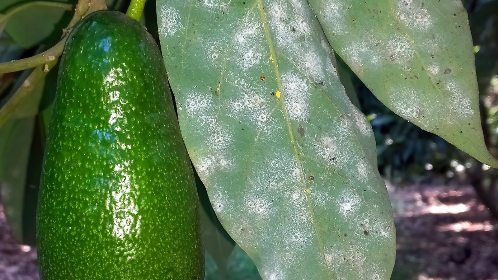 Close-up of tiny whiteflies nesting on the underside of a green avocado leaf, with a large ripening fruit hanging nearby.