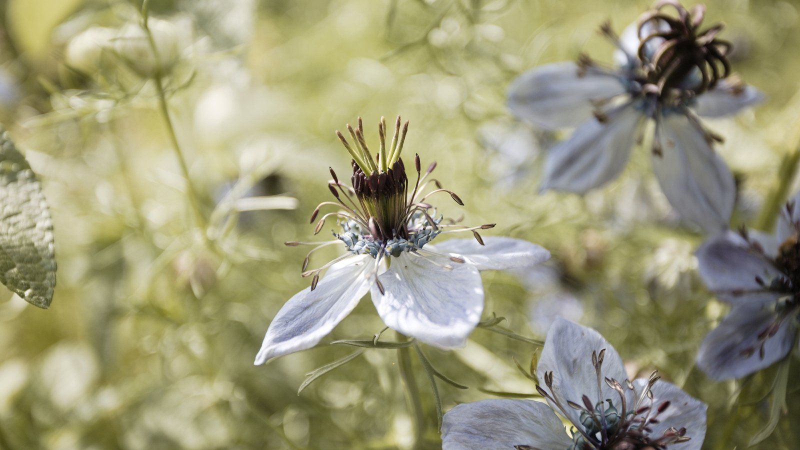 Delicate white with pale blue veins and markings star-shaped flowers with finely divided green foliage.