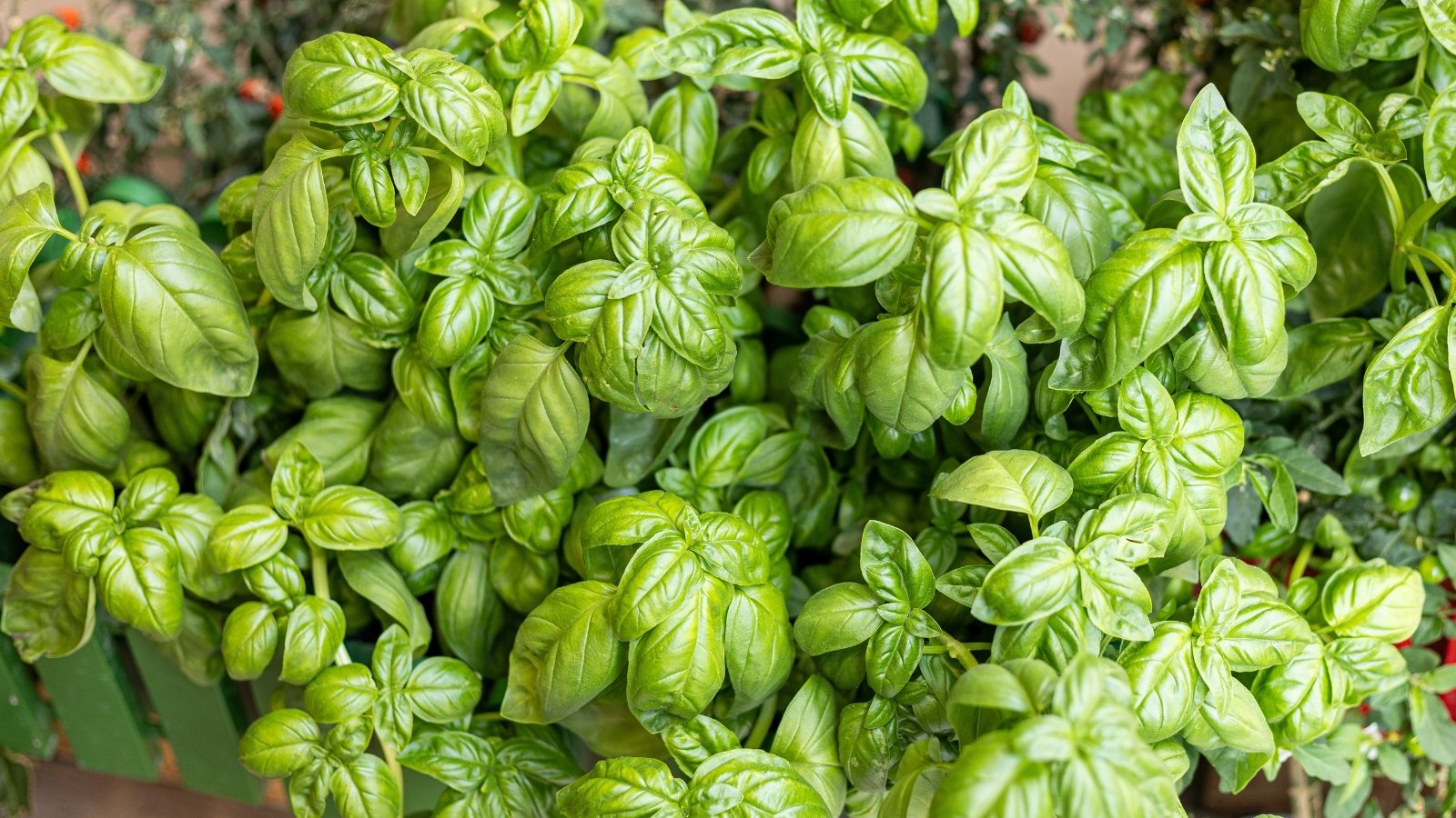 Bright green, glossy oval leaves with smooth edges grow in pairs on soft square stems, in the garden bed.