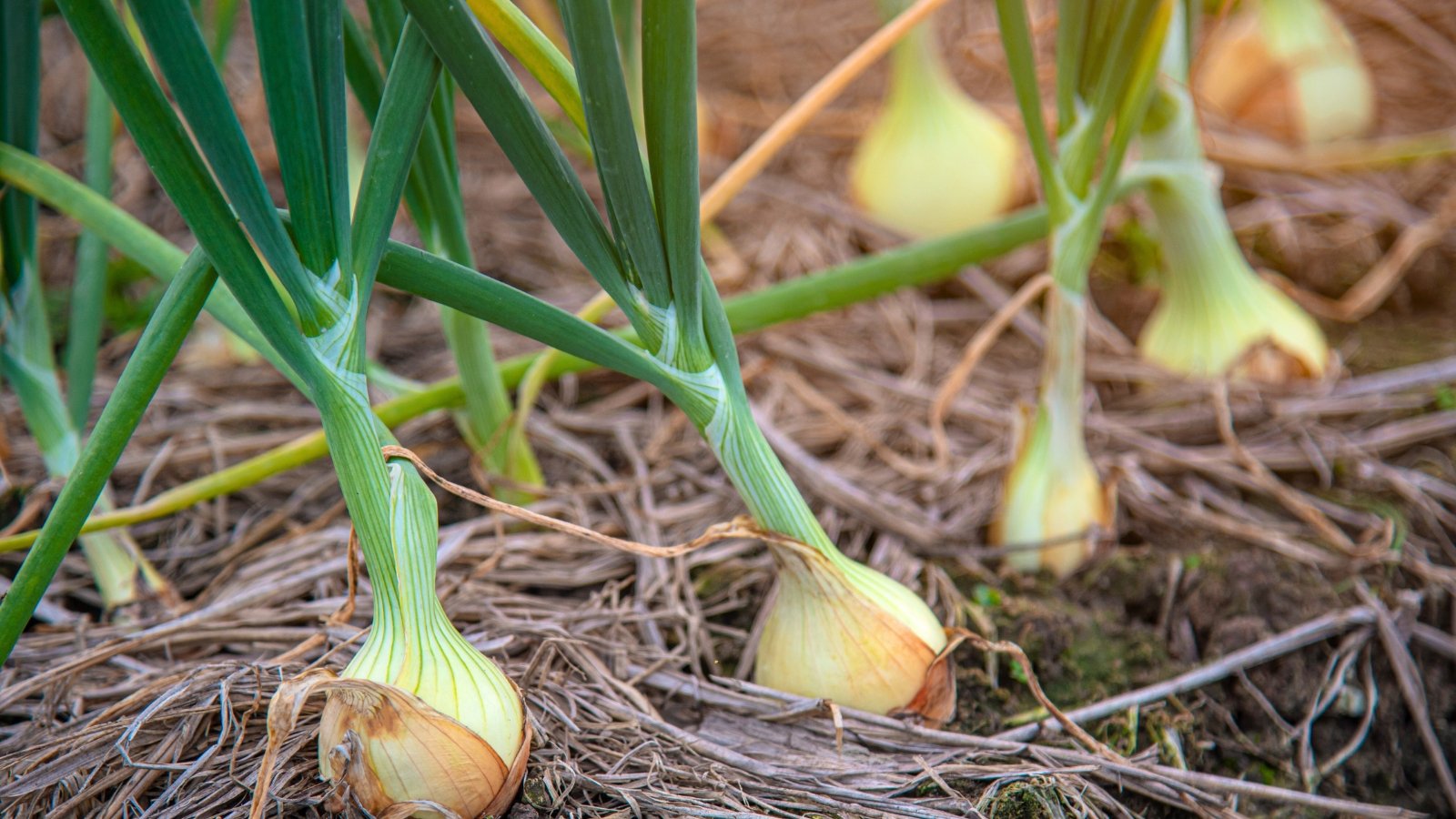 Hollow, blue-green tubular leaves cluster upright above swelling bulbs partially buried in the straw-mulched soil.