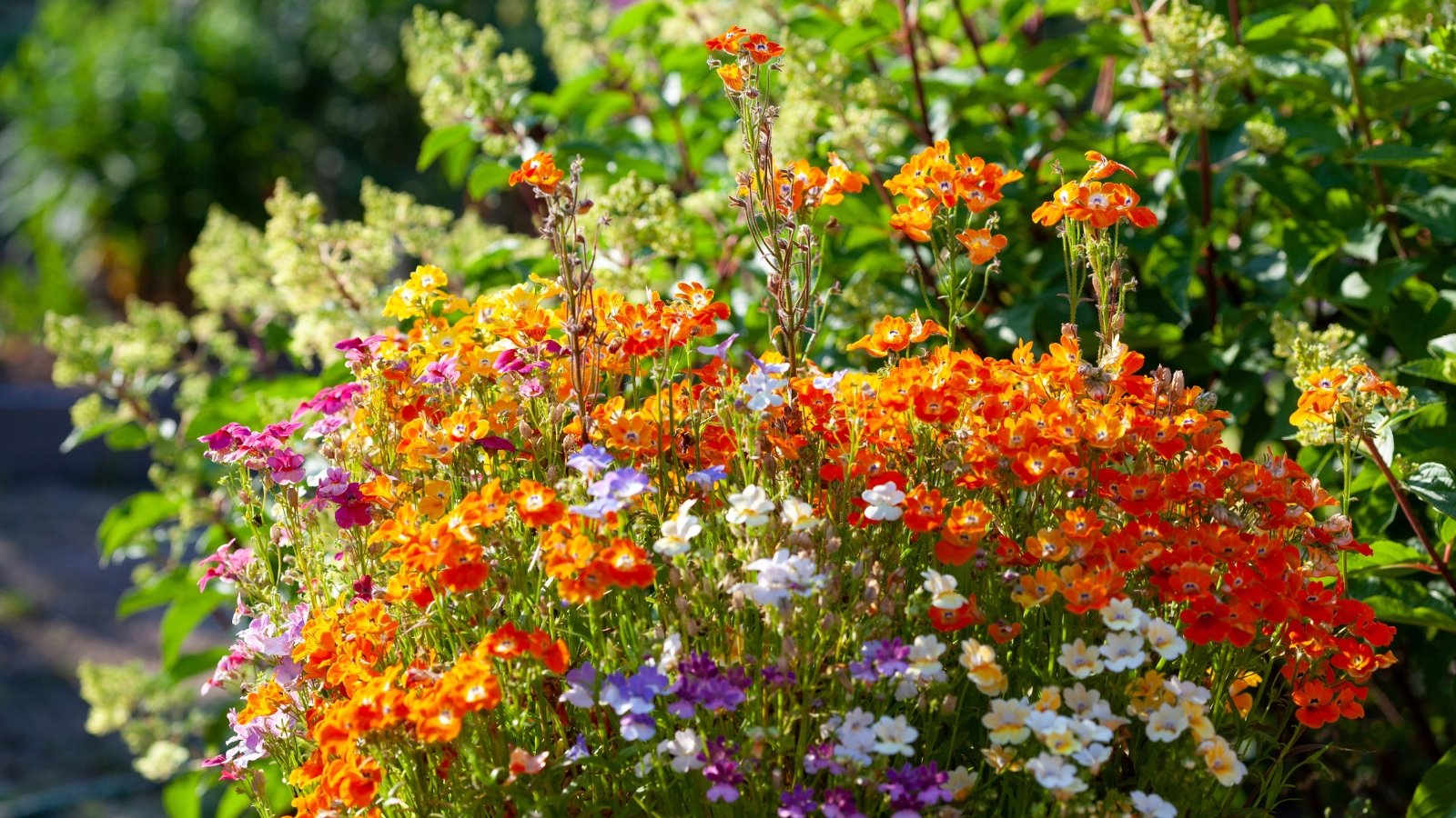 Mass of two-lipped flowers in bold orange and soft white and purple tones covering a tangle of green stems and finely serrated leaves in a sunny flowerbed among other plants.