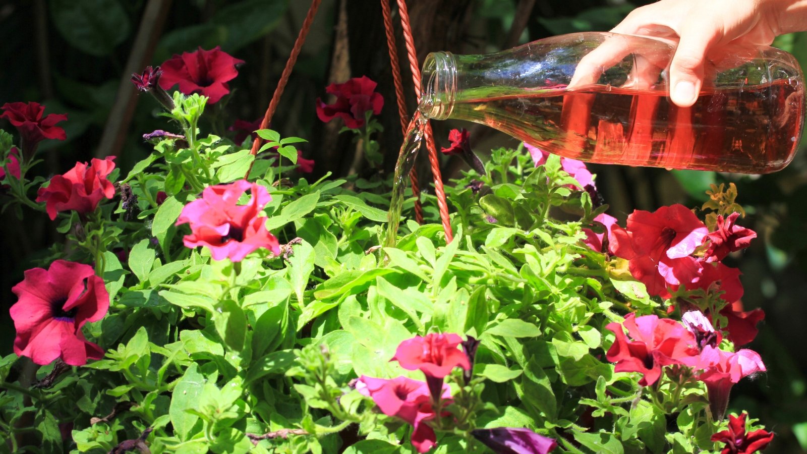 A woman's hand pours pink liquid fertilizer into a hanging pot with lushly blooming petunia plants characterized by large, funnel-shaped pink flowers.