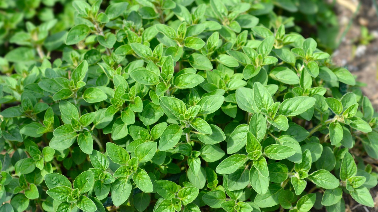 Soft, pale green oval leaves with a faint fuzz and gentle folds grow in opposite pairs.