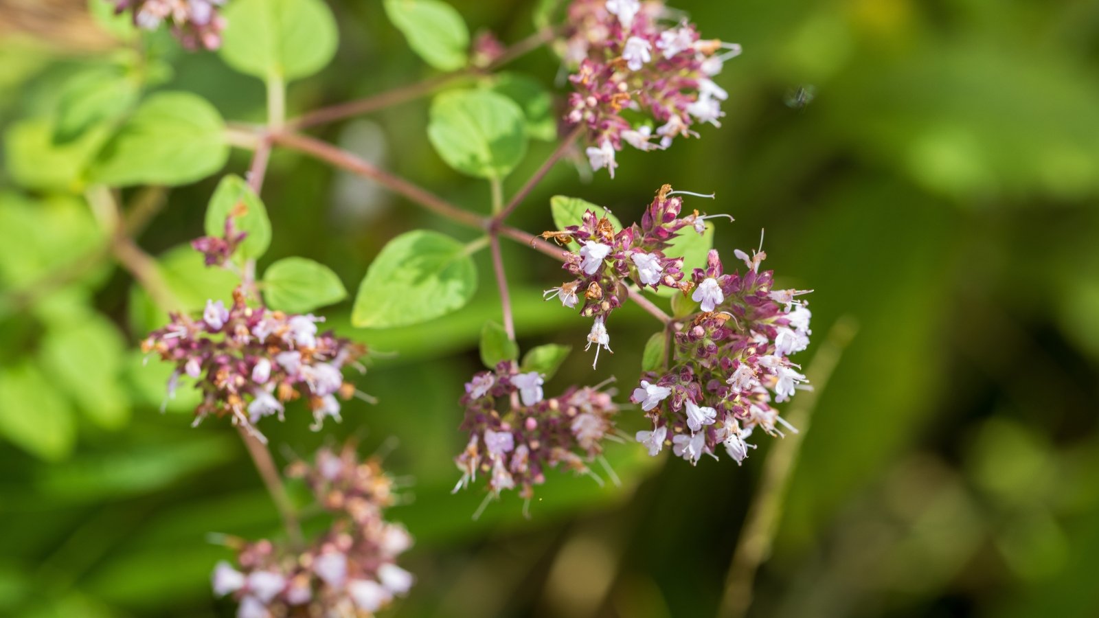 Tiny pinkish-purple flowers form dense, rounded clusters above slender green stems with ovate leaves.
