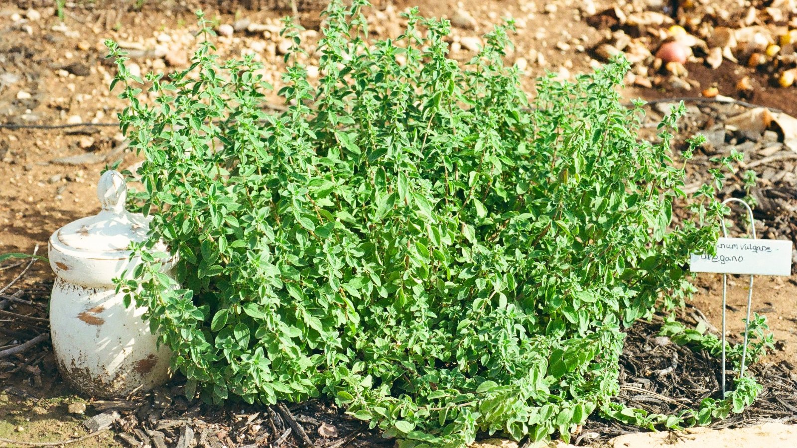 Small, rounded dark green leaves with a slightly leathery texture cover trailing stems in a garden bed with a decorative white ceramic pot and a sign with the plant's signature.