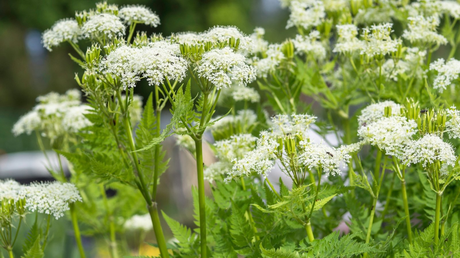Fern-like, bright green leaves with a lacy texture grow beneath small clusters of white flowers.