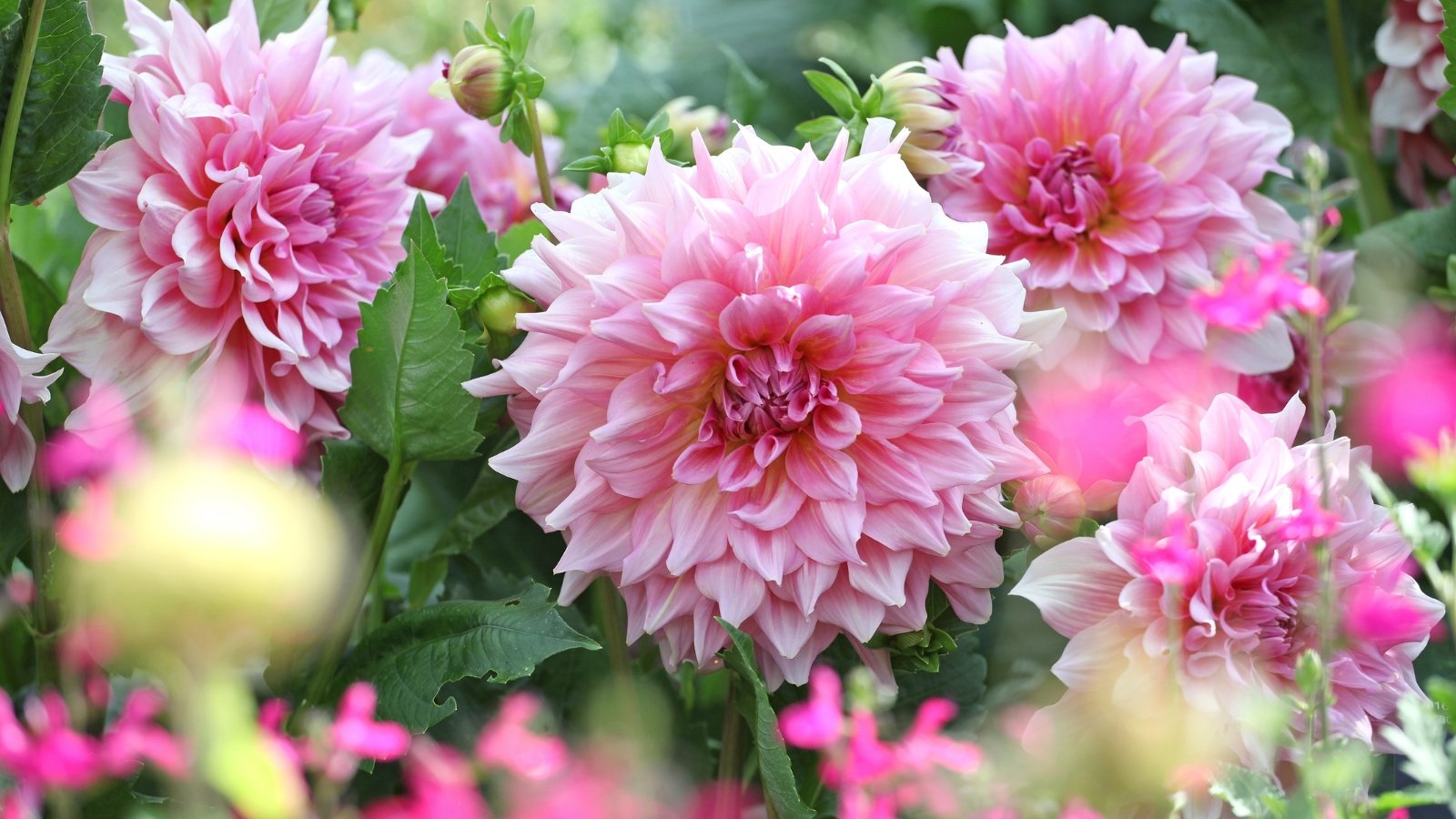 Vivid pink blooms with slightly curled edges and a full, domed shape, backed by tall stems and lush, toothed green foliage.