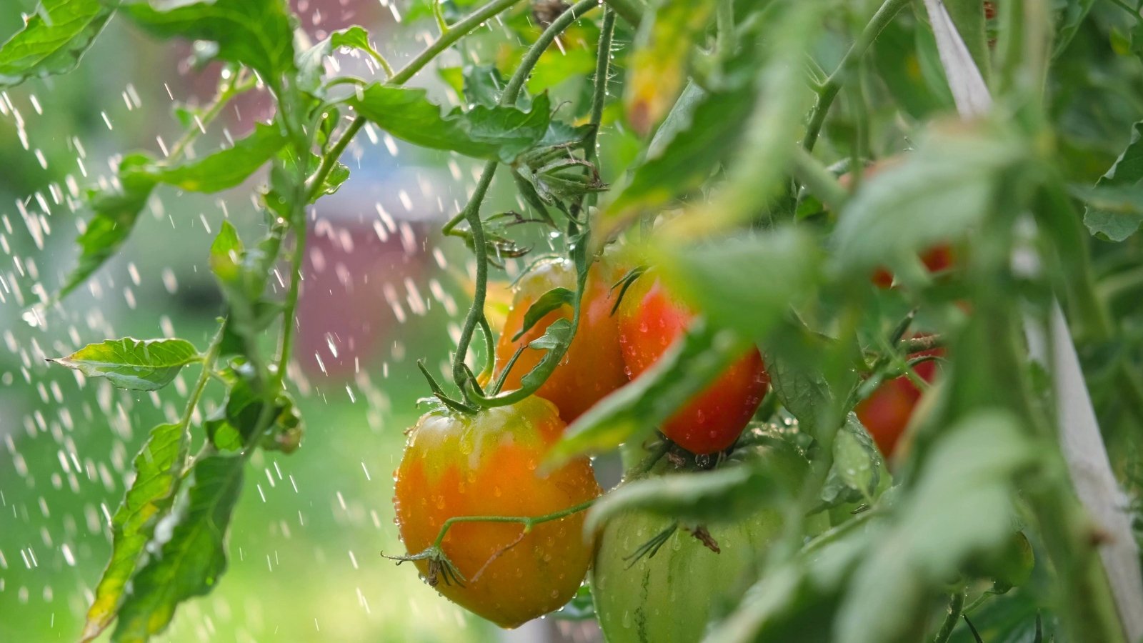 Streams of water pour onto a cluster of small, oval, orange-red-skinned tomatoes growing among green, jagged foliage in a sunny garden.