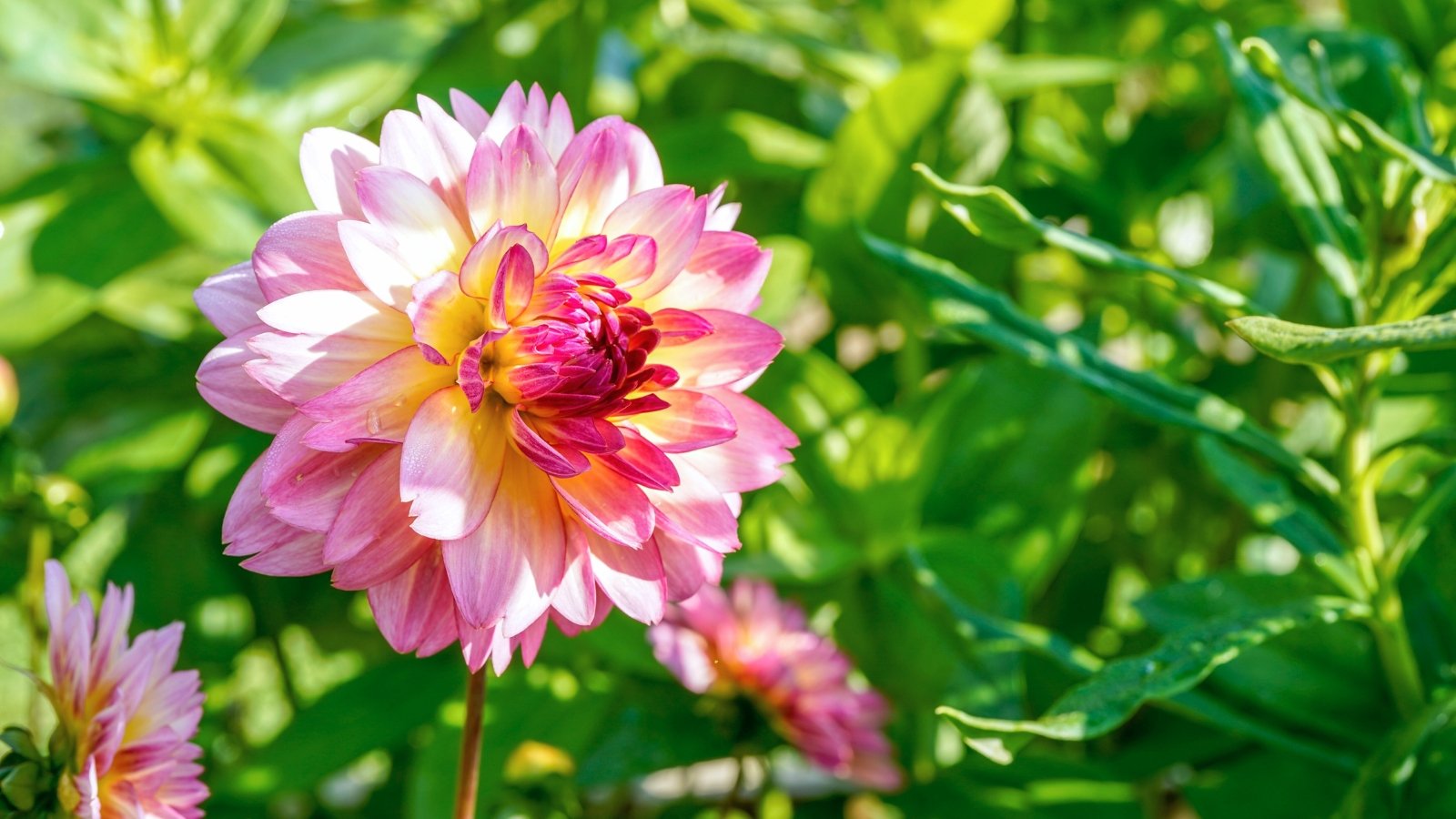The Pacific Ocean dahlia glows under full sun, displaying layered petals in rich shades of deep purple, violet and yellow atop sturdy green stems.