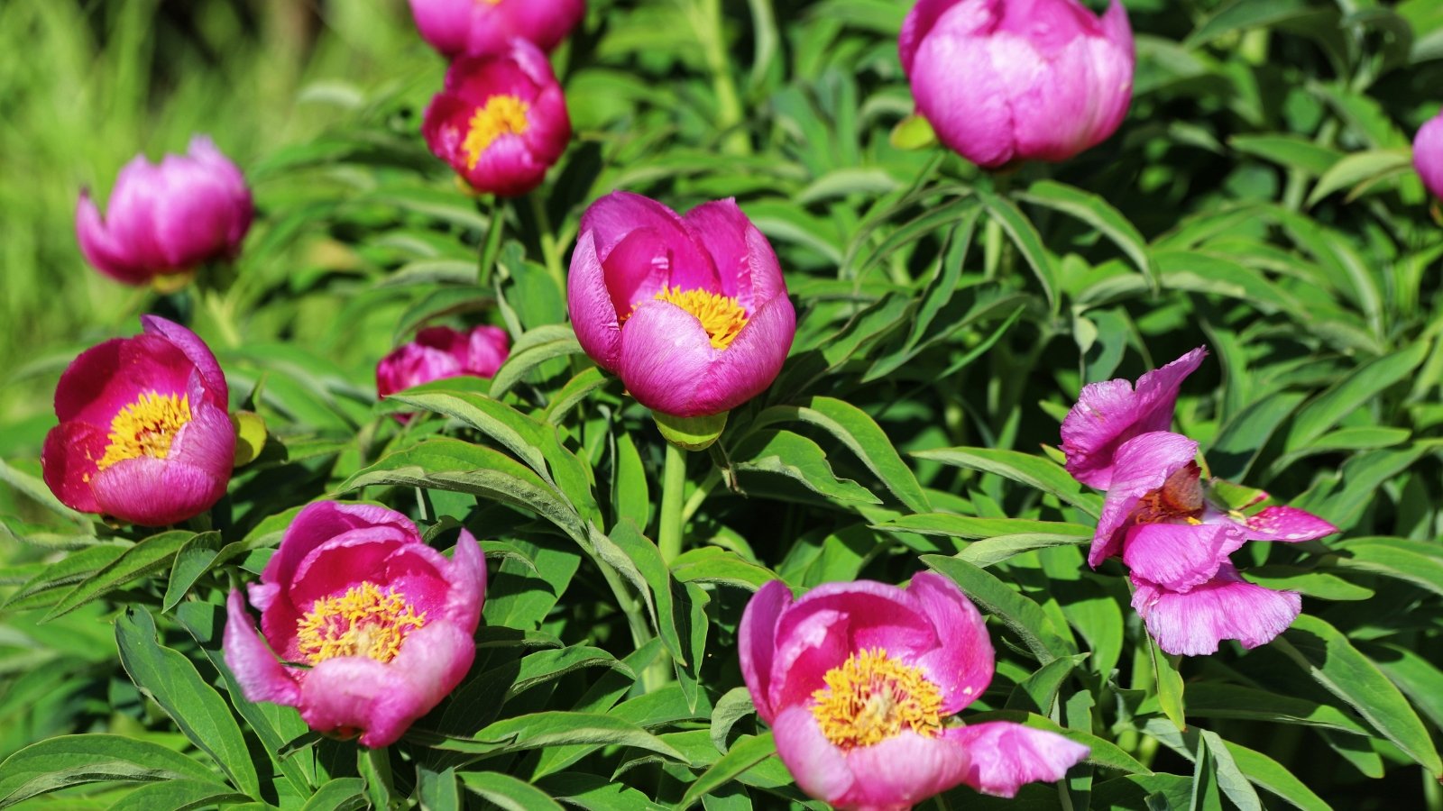 Large, bright pink double blossoms with layered petals and yellow centers bloom above glossy green leaves on sturdy stems.