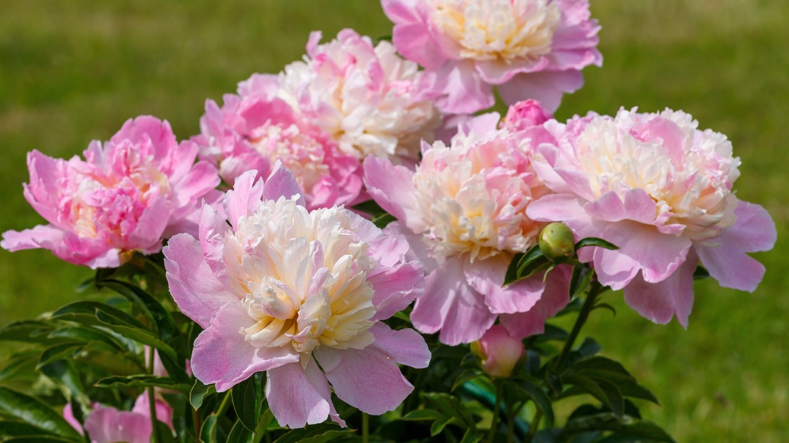 Full, rounded blossoms in soft pastel shades of pink with a buttery centre above glossy green foliage.