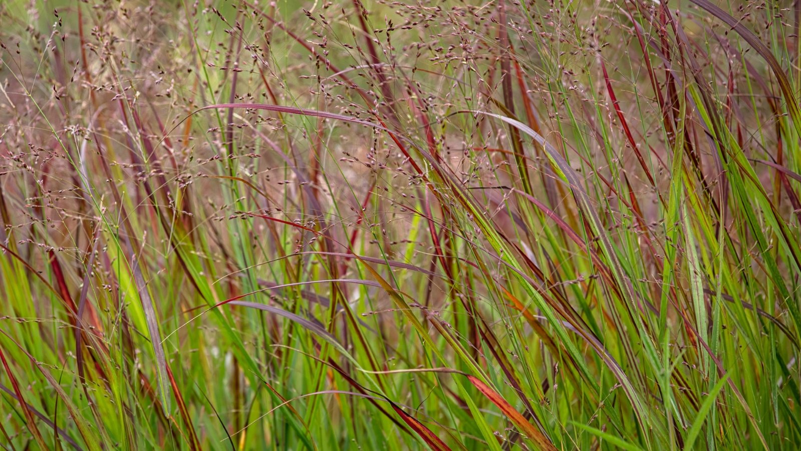 Clumps of upright, narrow green blades form arching mounds, with airy plumes of tiny flowers.