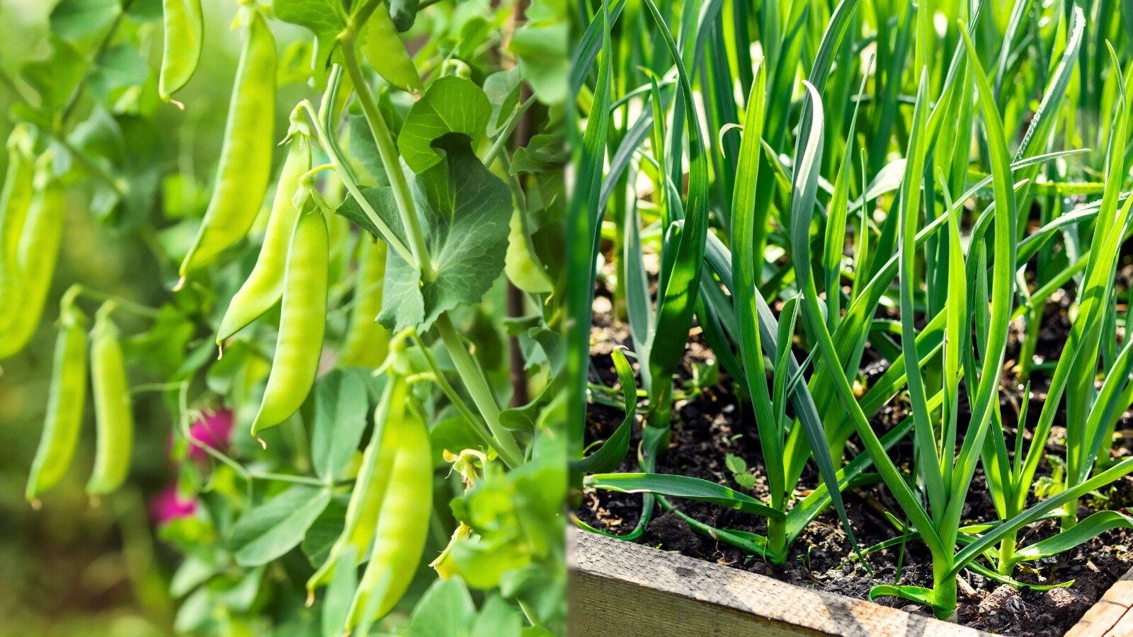 Ripe peas fill green pods hidden among leafy vines, while garlic plants with tall, slender leaves grow in neat rows in the raised garden bed.