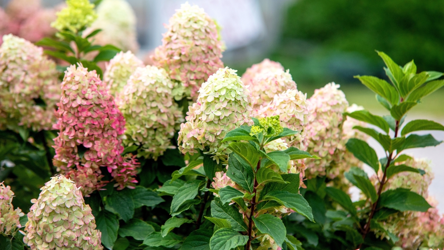 The Secret to Reblooming Hydrangeas: Top Tips for All-Summer Color
