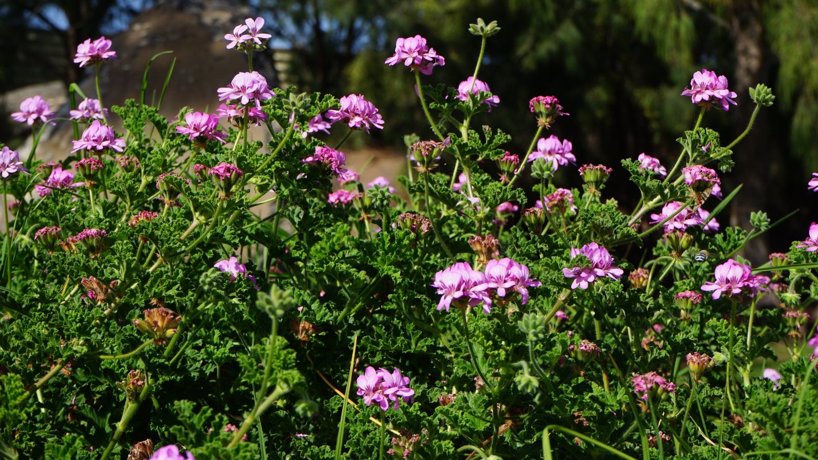 A lush flowering plant with round, soft green leaves with deeply cut lobes and a crinkled texture with vertical stems supporting clusters of five-petaled pink to purple flowers.