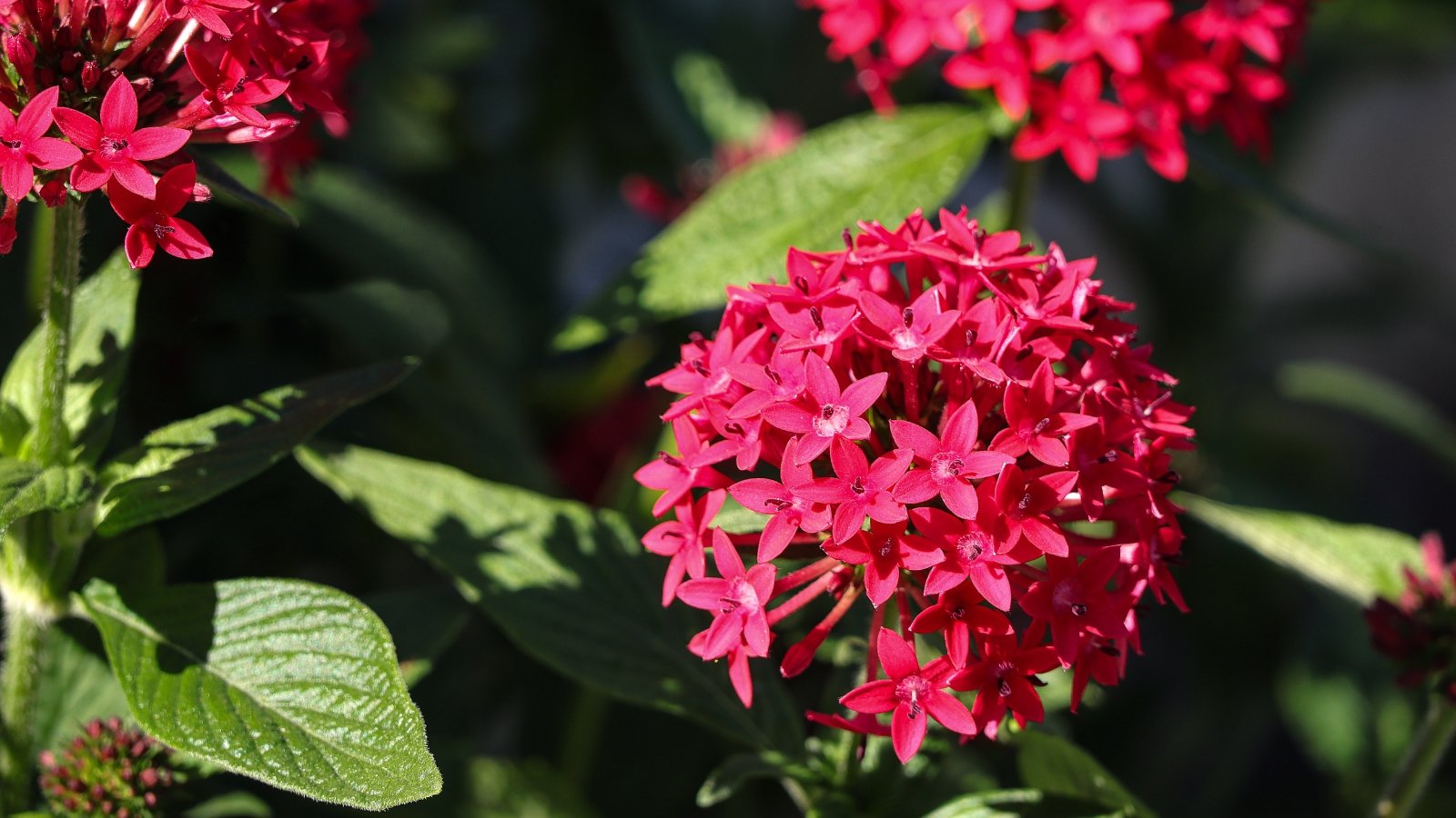 Clusters of star-shaped bright red flowers with pointed petals and deep green ovate leaves with smooth edges.