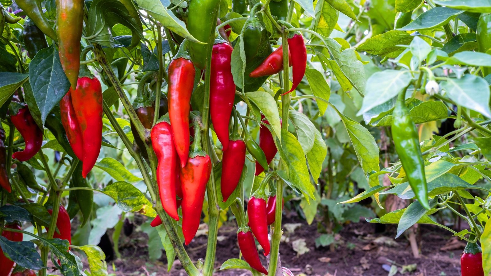 Upright plants with pointed leaves and slim red and green fruits clustered along the stems.