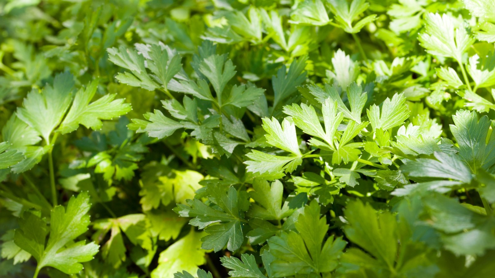 Bright green parsley leaves are deeply divided and serrated, forming dense clusters of flat foliage on slender stems.