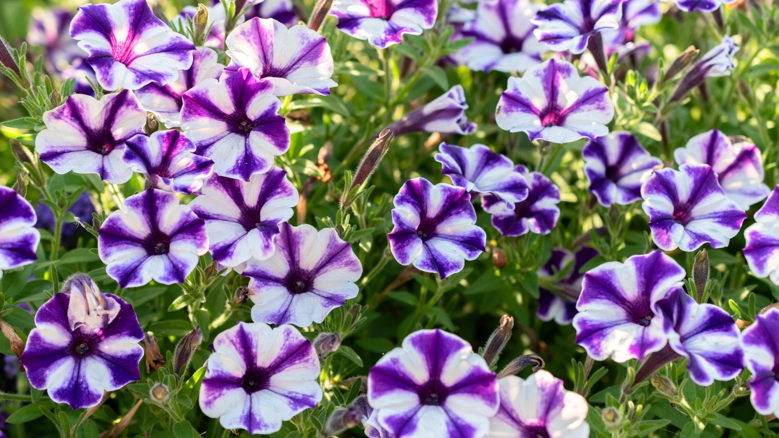 Funnel-shaped flowers in a white-to-purple gradient bloom above slightly sticky, soft green leaves on trailing stems.