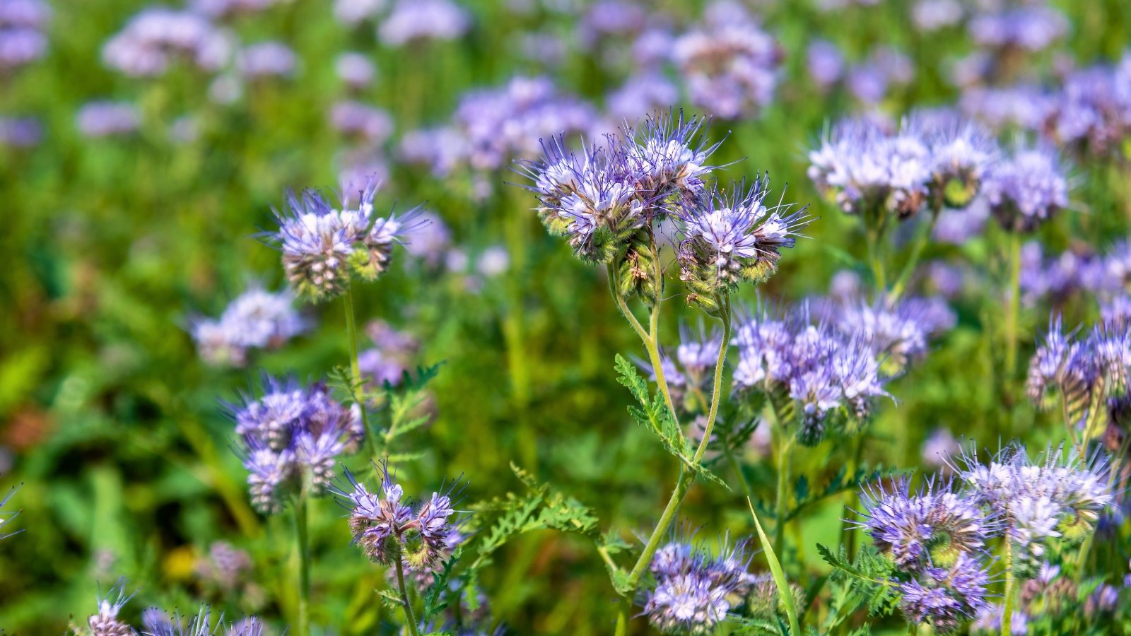 Dense clusters of small, pale lavender flowers atop fern-like, deeply divided green leaves on upright stems.