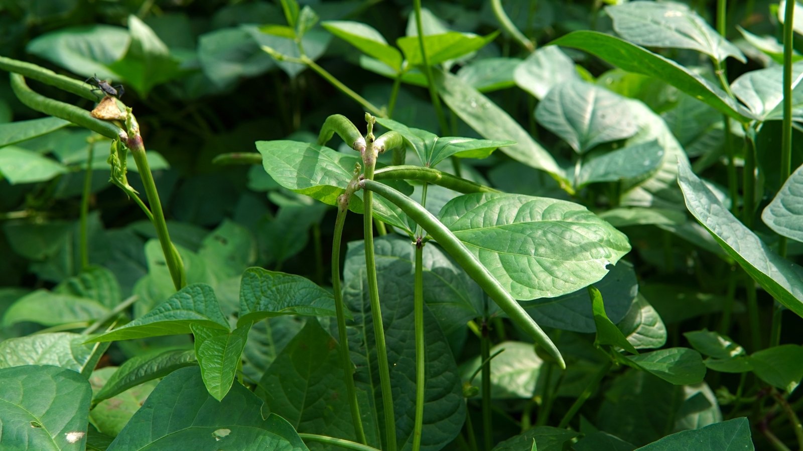 Climbing vines with pointed trifoliate leaves and green, slender pods growing in the garden.