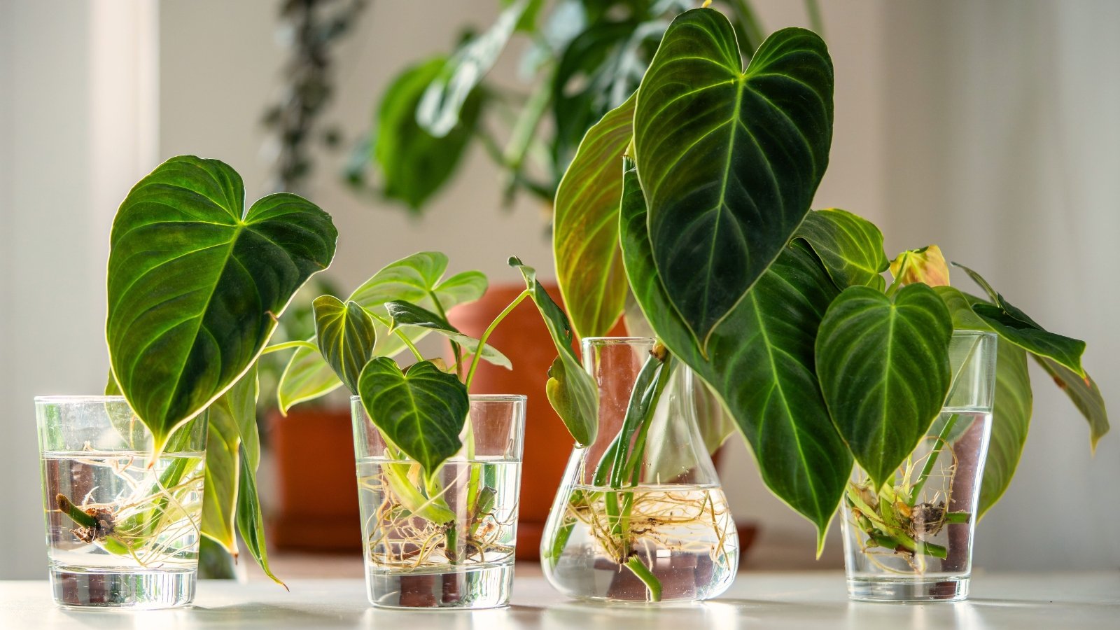 Four rooted cuttings of trendy Philodendron Splendid plants sit in clear glasses of water, each showing fuzzy stems and velvety, heart-shaped green leaves with pale veins.