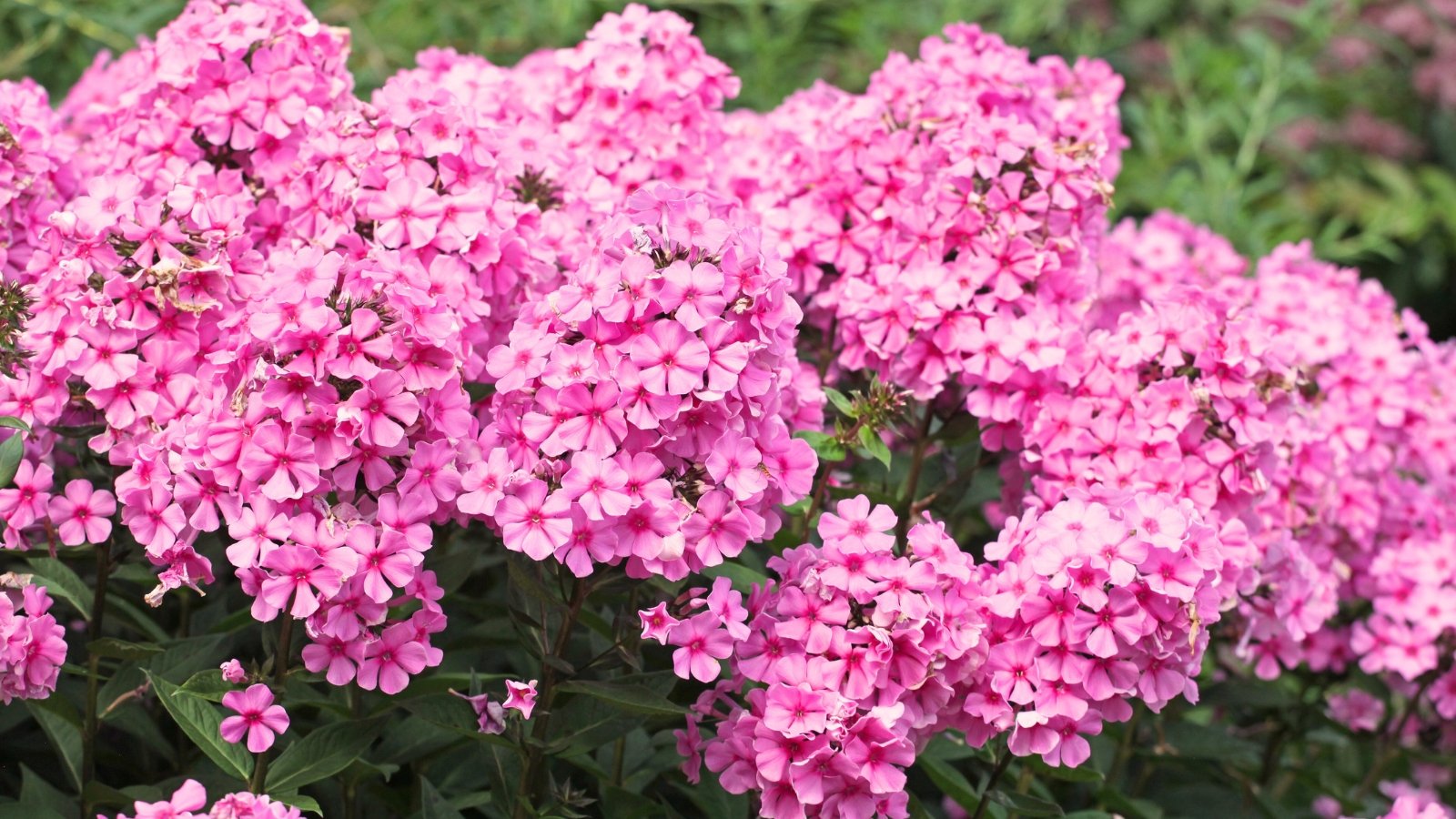 Upright clusters of deep pink flowers with darker centers bloom on stiff stems surrounded by narrow, lance-shaped green leaves.