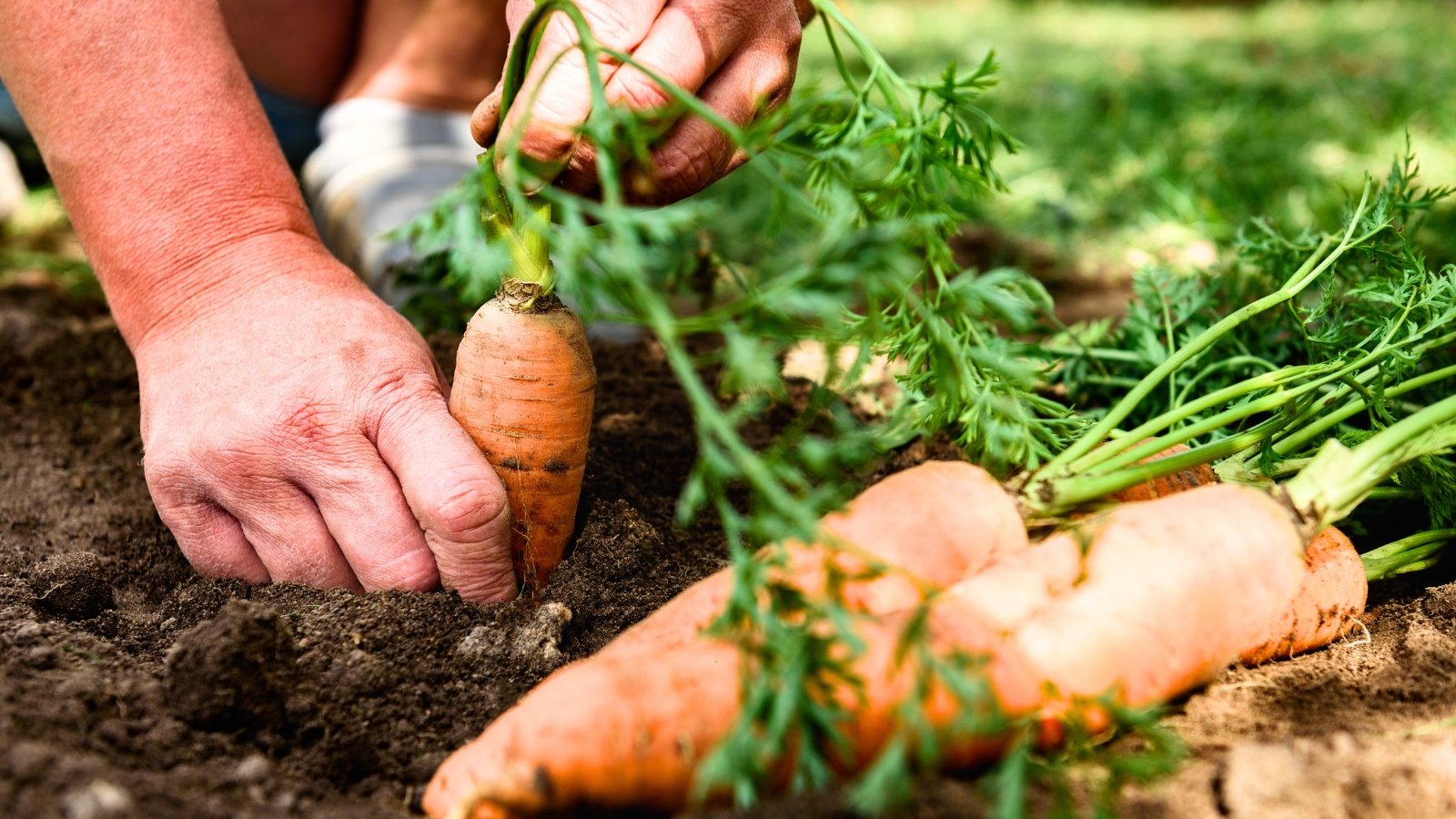 Close-up of a gardener's hands pulling long, orange root vegetables with green feathery foliage from the soil in a garden bed.