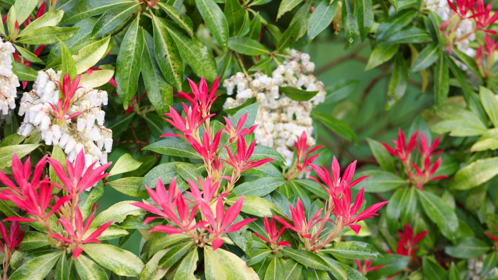 Arching branches with glossy, leathery green leaves and vibrant red new growth, adorned with cascading clusters of small, bell-shaped white flowers.