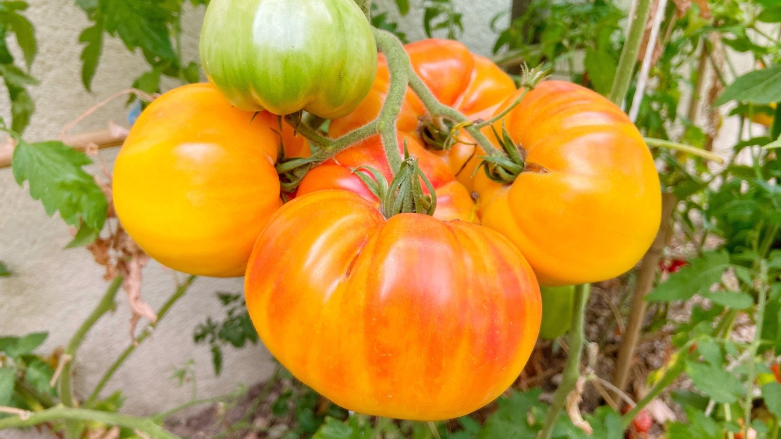 Large, round tomatoes with a yellow and orange marbled pattern hanging on a vine with lush green foliage.