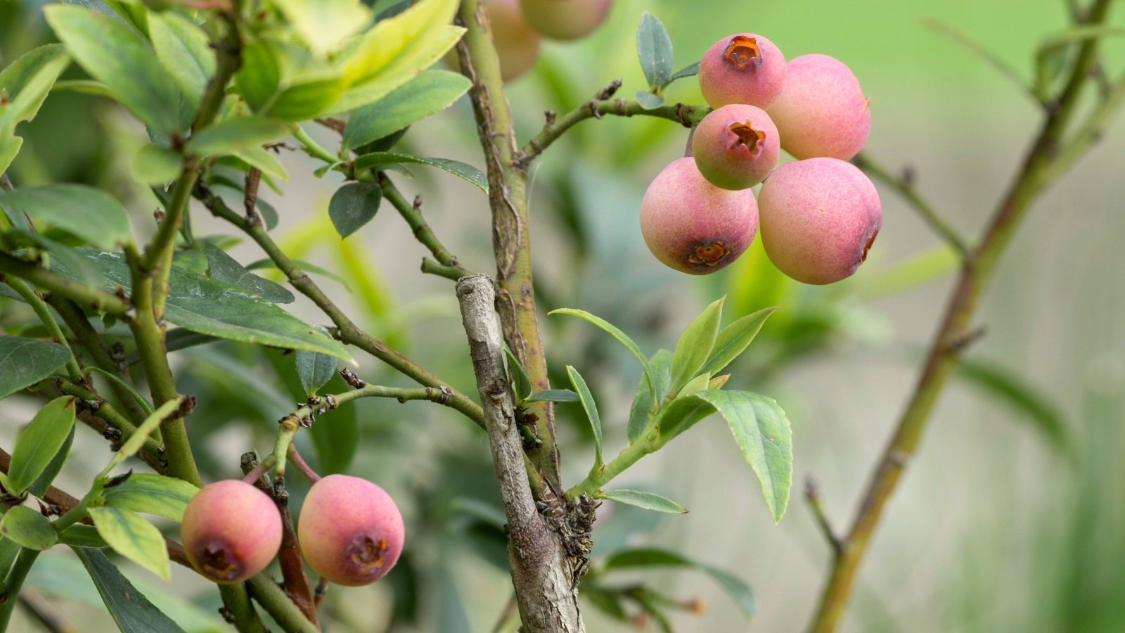 Slender green stems with elliptical leaves and clusters of pale pink berries with a subtle blush.