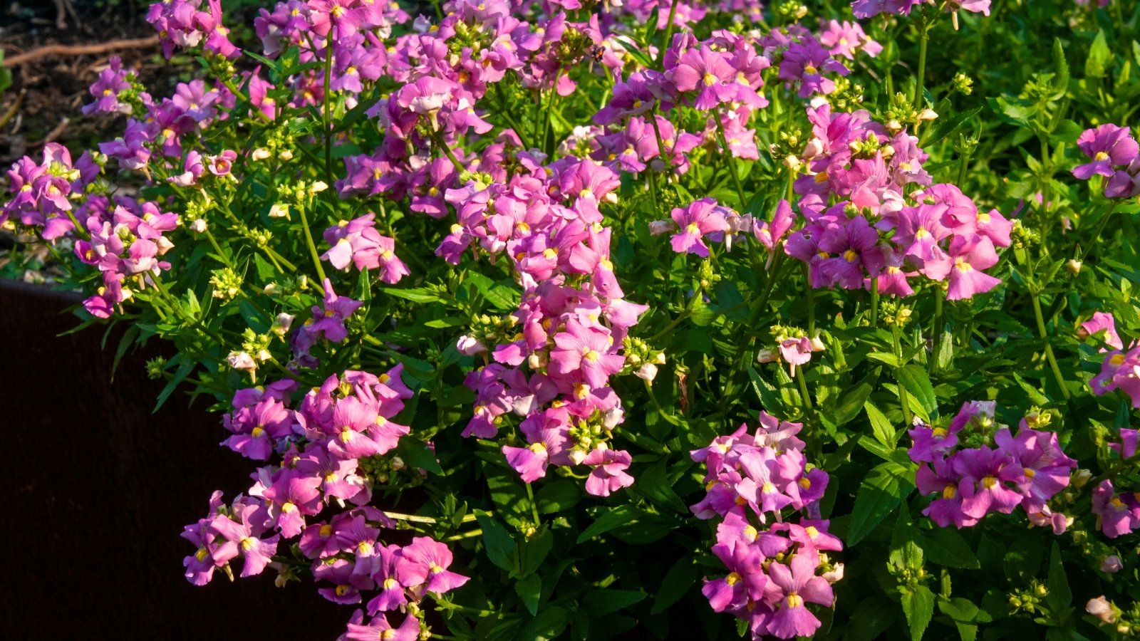 Compact flowering shrub covered in bright pink, two-lipped blossoms atop slender green stems with narrow, serrated leaves.