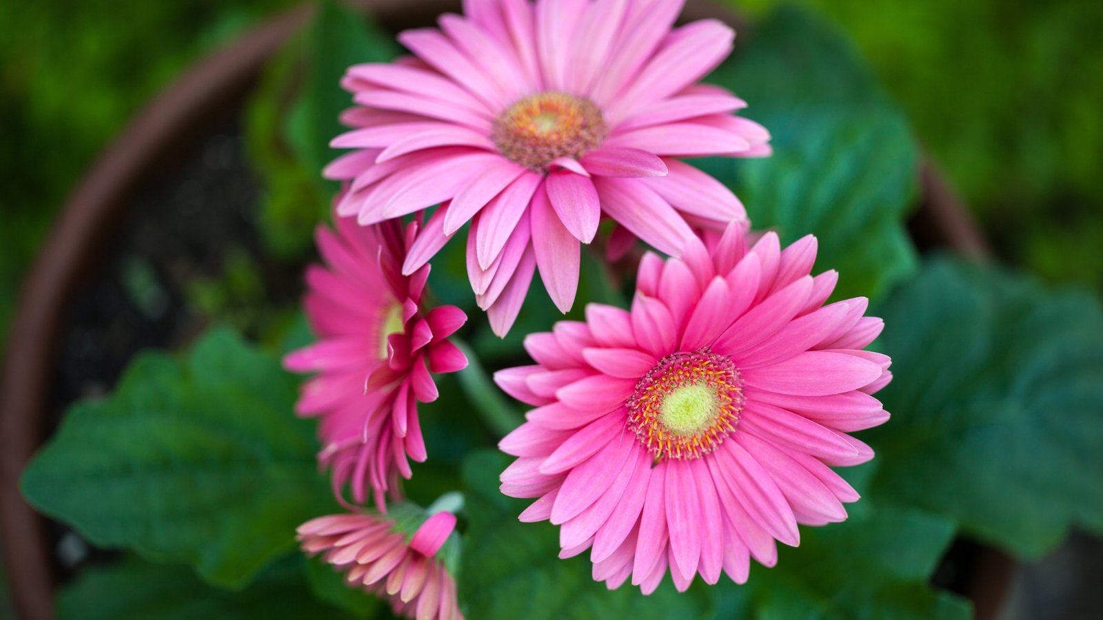 Bright pink gerbera daisies with multiple layers of smooth, slightly rounded petals and dark centers, surrounded by glossy, deep green leaves with gently serrated edges, fill a flower pot viewed from above.