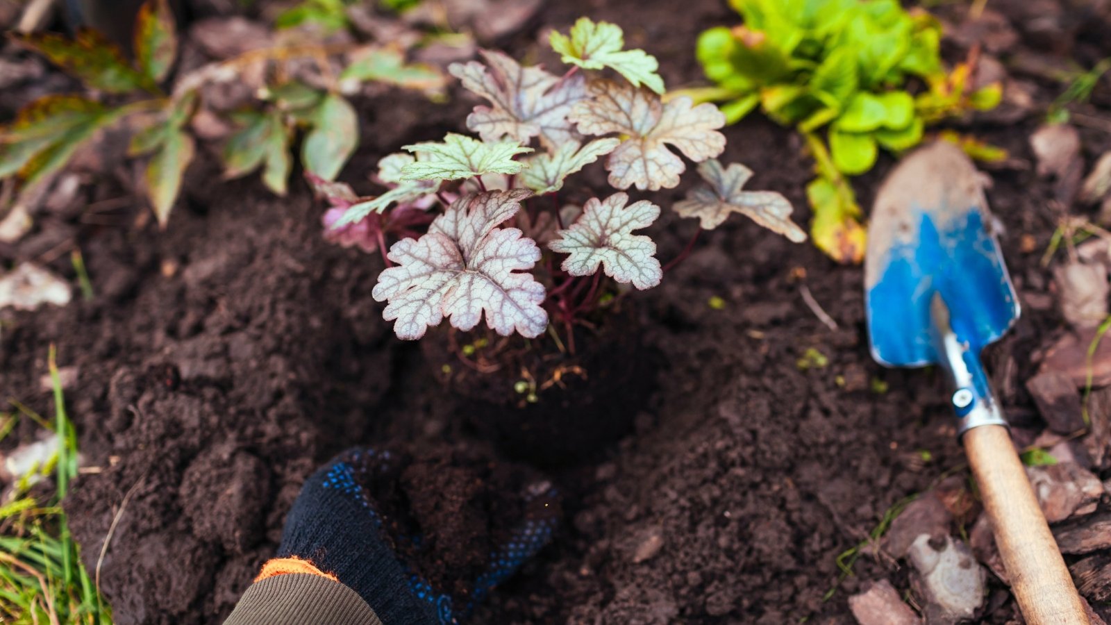 A woman in black gloves plants a young sapling with low-growing rosettes of soft, scalloped leaves in shades of green and burgundy, emerging on slender reddish stems from a central crown, into loose black soil in a flowerbed.