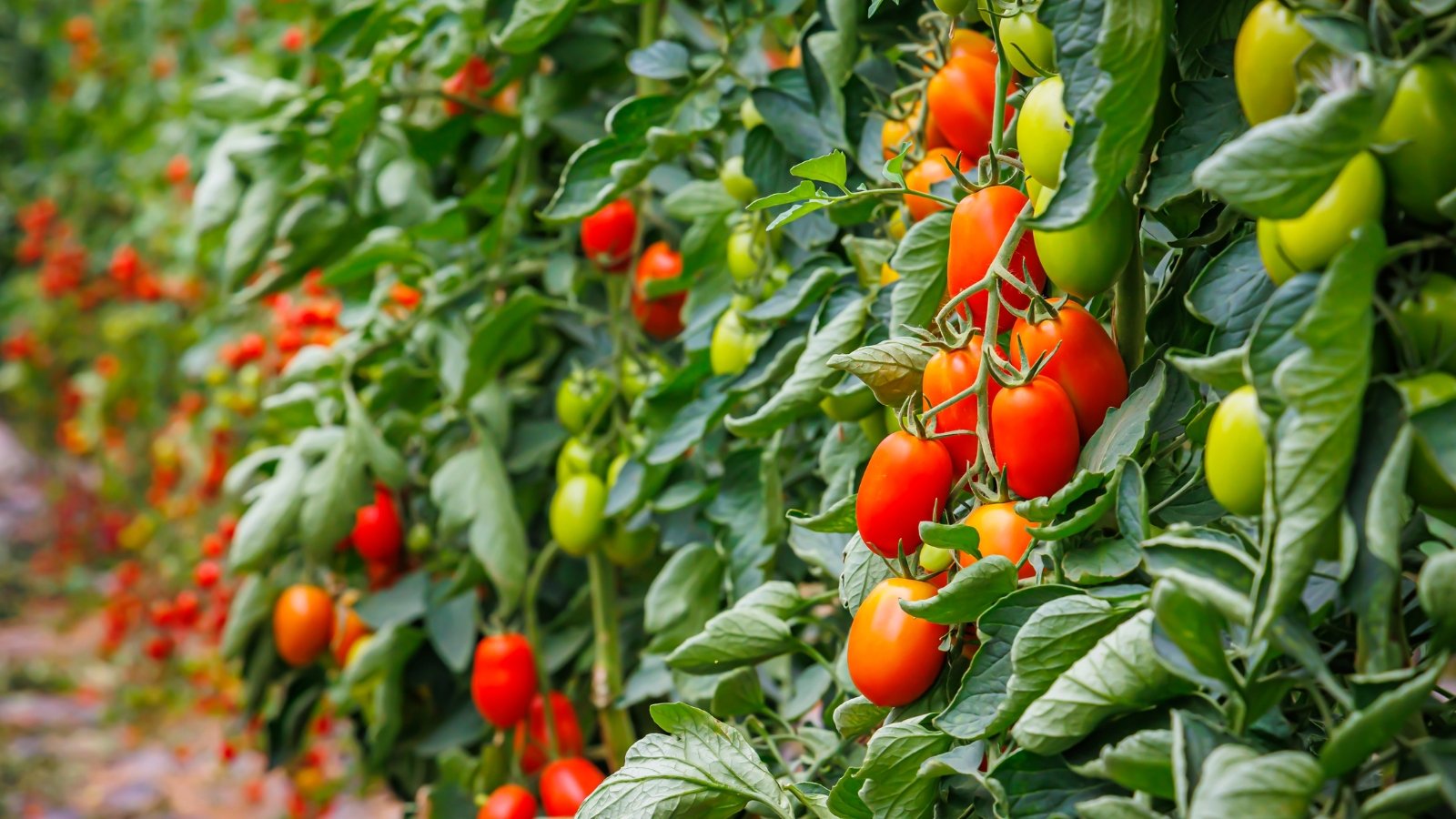 Roma tomato bushes with dense clusters of glossy, ripe red fruits hanging heavily amid vibrant, deeply veined green leaves in a summer garden.