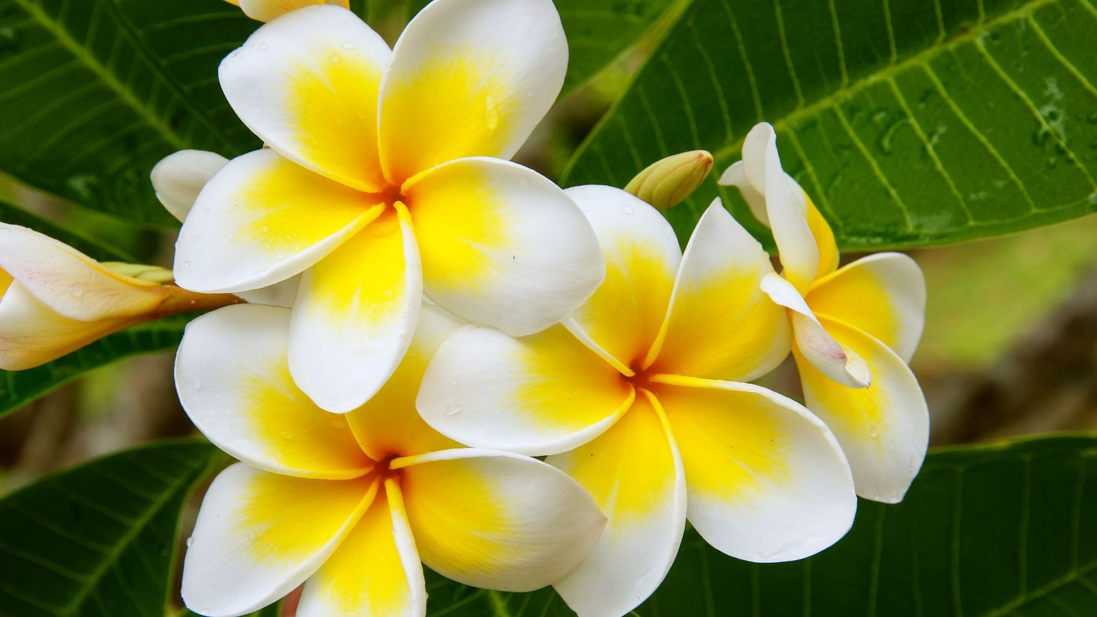 A bundle of Plumeria rubra ‘Celadine’ blooms with delicate white petals and bright yellow centers
