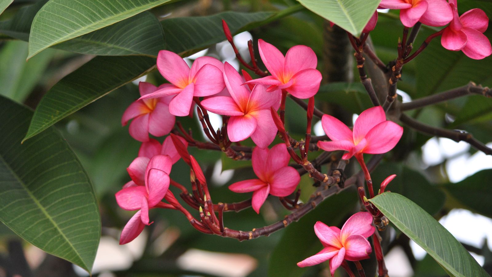 A healthy Plumeria rubra ‘Charlotte Ebert’ appearing to be bright pink with delicate petals