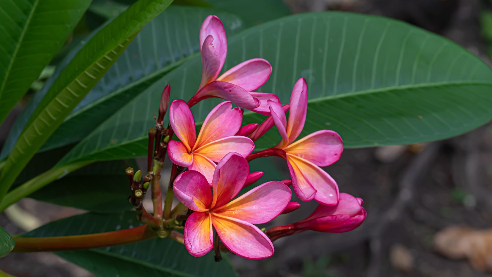 A lovely Plumeria rubra ‘Kaneohe Sunburst’ plant with bright pink petals and yellow centers
