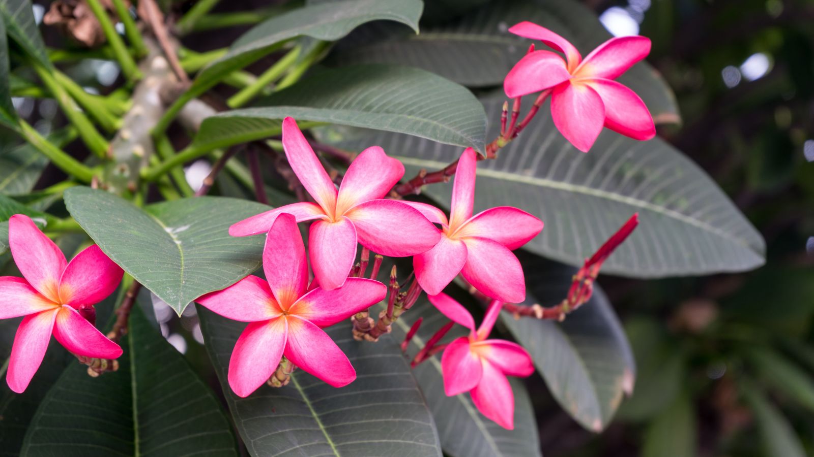 Cluster of red Thepink Plumeria rubra ‘Kauka Wilder’ with vibrant colors and yellow centers