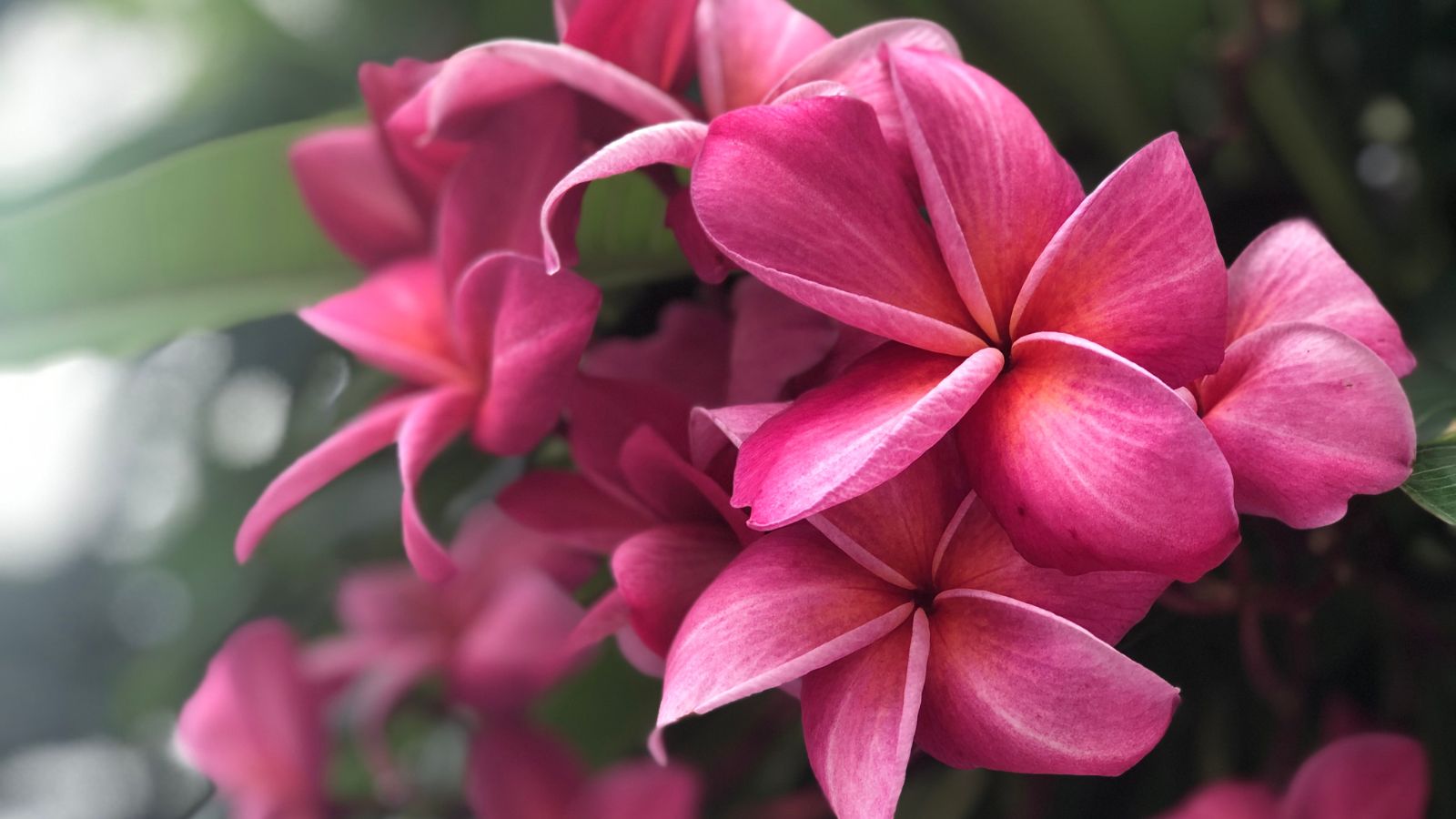 A cluster of bright pink Plumeria rubra ‘Kimi Moragne’ blooms surrounded by green foliage