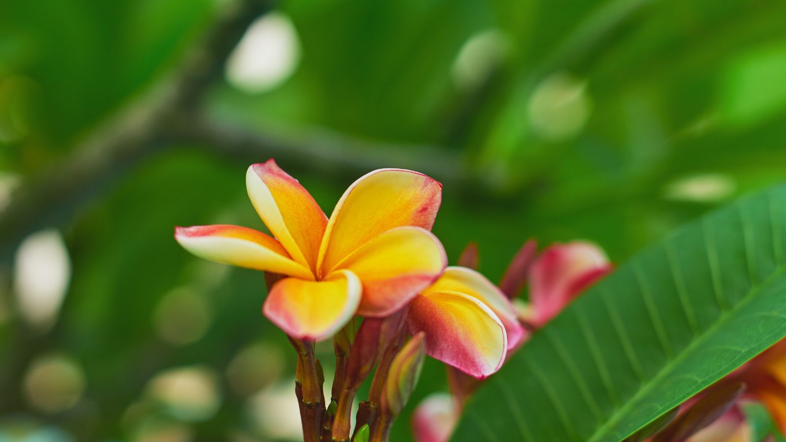 Blooms of the Plumeria rubra ‘Makaha Sunn’ with an orange hue and vibrant coral edges