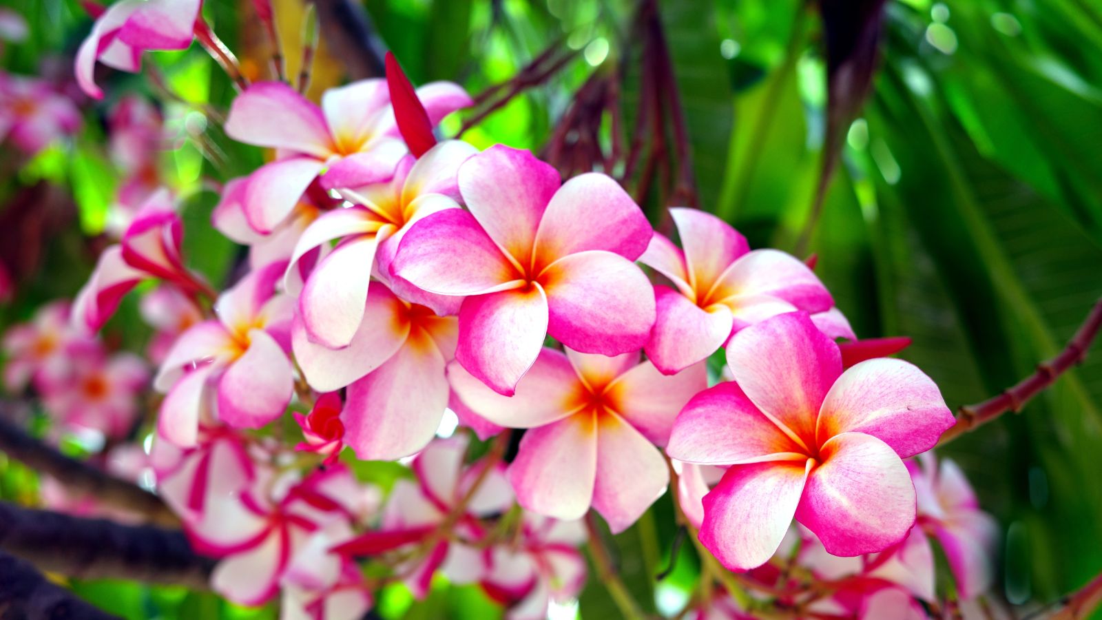 A cluster of bright Plumeria rubra ‘Mardi Gras’ flowers with shades of pink and yellow