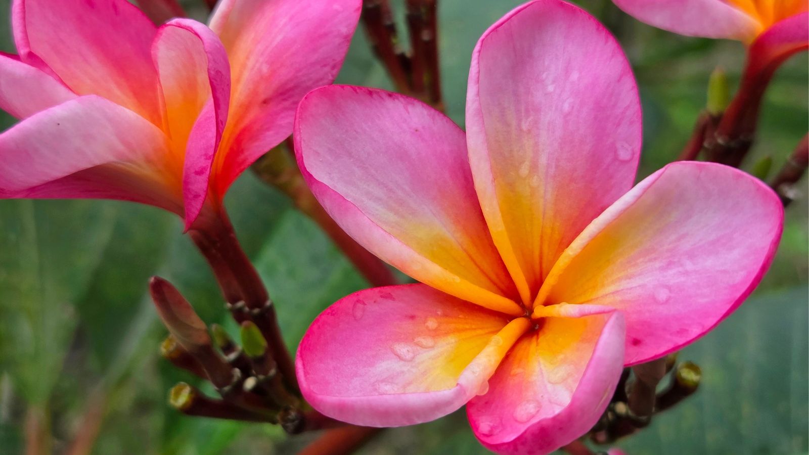 A delicate Plumeria ‘Jeannie Moragne’ bloom with pink petals and yellow centers