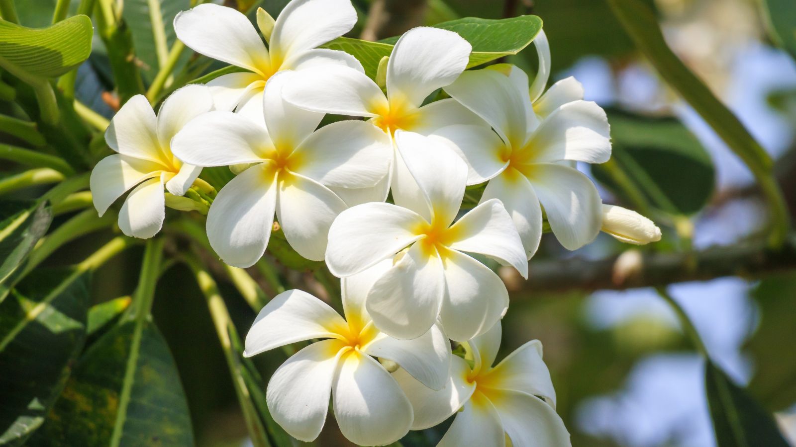 A healthy looking Plumeria ‘San Germain’ plant with clusters of white soft flowers with yellow centers