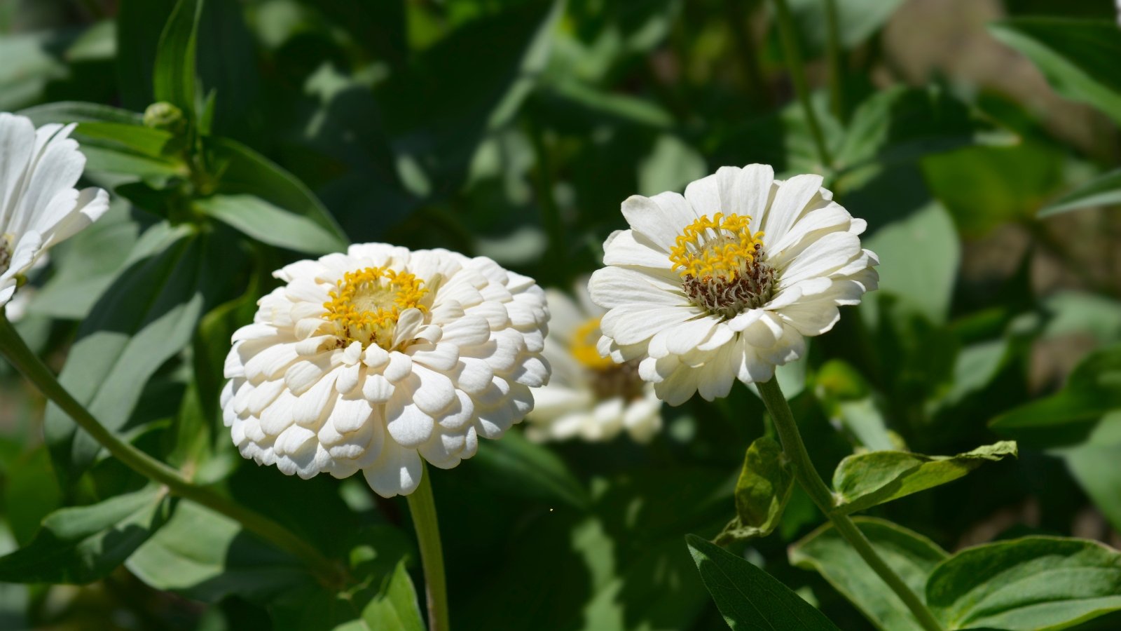 Fully bloomed zinnias display large, creamy white petals arranged in tight, symmetrical layers around a soft yellow center, set against lush green foliage.
