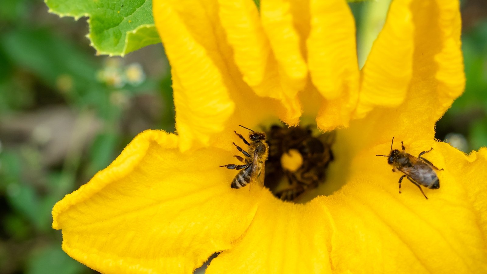 Close-up of bees pollinating a large, bright yellow, tubular shaped zucchini flower in a sunny garden.
