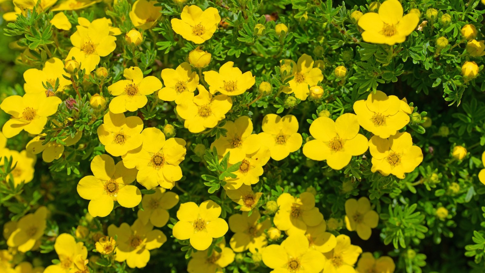Numerous vibrant yellow flowers, each with five rounded petals and a delicate yellow center, are scattered across a dense backdrop of small, lobed green leaves.