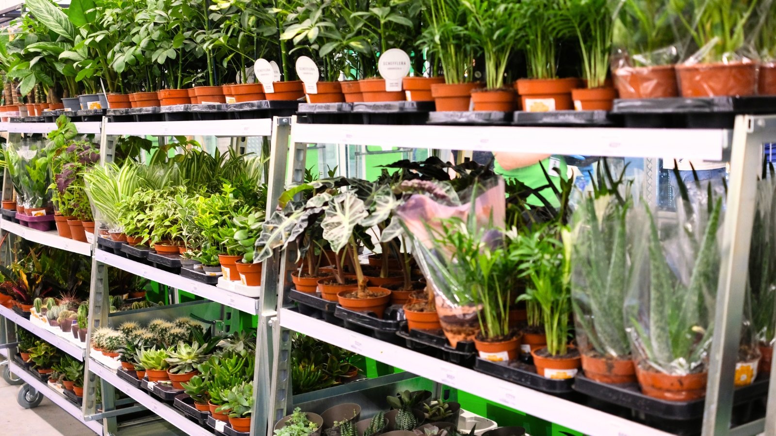 A variety of different potted house plants are displayed in several rows on a high counter in a store.