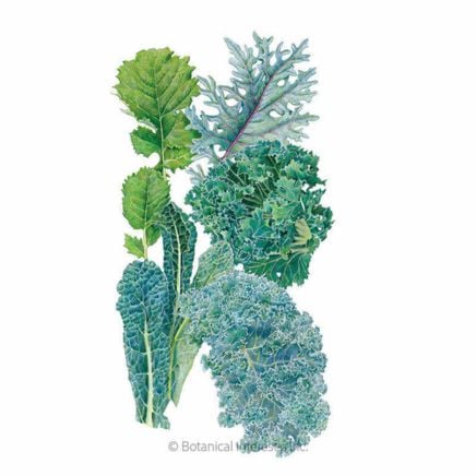Premier Blend Kale Seeds
