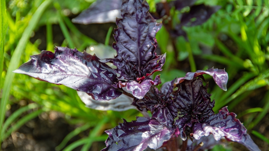 17 Best Basil Varieties For Making Pesto